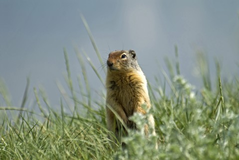 Canada, Alberta, Waterton Lakes National Park, Columbian Ground Squirrel Spermophilus columbianus