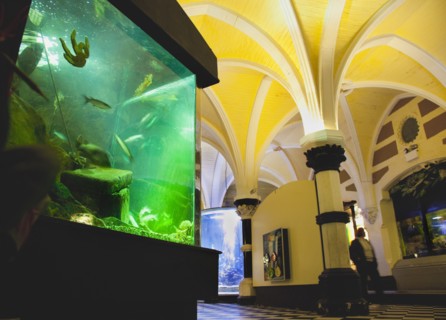 England, East Sussex, Brighton, Interior of the Sea Life Centre underground Aquarium on the