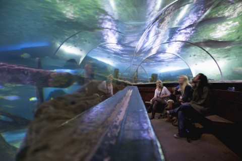 England, East Sussex, Brighton, Interior of the Sea Life Centre underground Aquarium on the