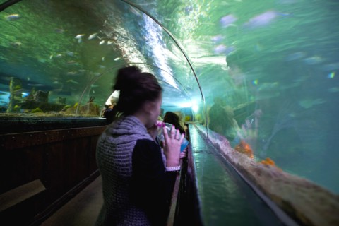 England, East Sussex, Brighton, Interior of the Sea Life Centre underground Aquarium on the