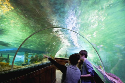 England, East Sussex, Brighton, Interior of the Sea Life Centre underground Aquarium on the