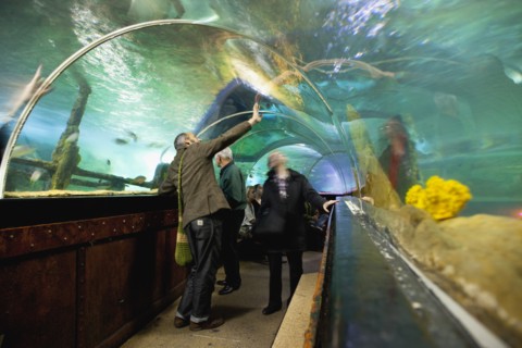 England, East Sussex, Brighton, Interior of the Sea Life Centre underground Aquarium on the