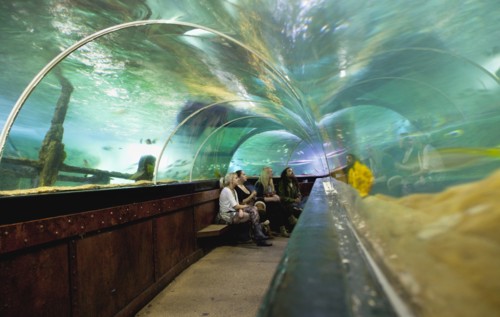 England, East Sussex, Brighton, Interior of the Sea Life Centre underground Aquarium on the