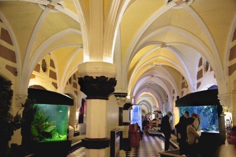 England, East Sussex, Brighton, Interior of the Sea Life Centre underground Aquarium on the