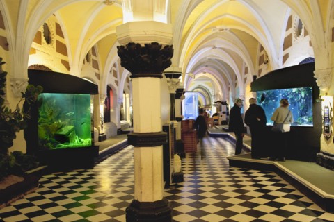 England, East Sussex, Brighton, Interior of the Sea Life Centre underground Aquarium on the