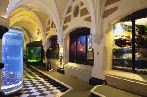 England, East Sussex, Brighton, Interior of the Sea Life Centre underground Aquarium on the