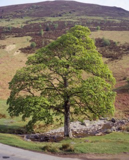 Wales, Powys, Trees, Sycamore Acer pseudoplatanus. Single mature tree beside mountain stream in