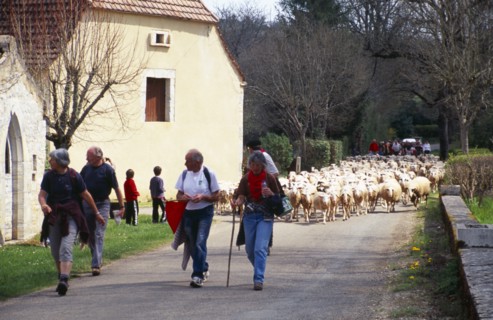 France, Transhumance, Seasonal movement of people with their livestock to summer pastures. Leading