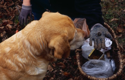 France, Food and Drink, Truffles, Dog trained to find truffles with cropped view of truffle hunter