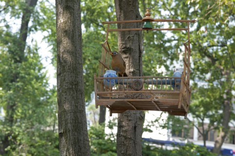 China, Jiangsu, Yangzhou, Song bird on perch in open bamboo cage hanging on tree in downtown