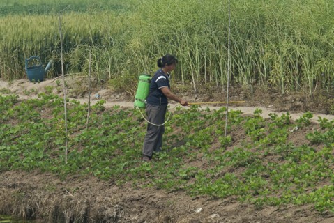 China, Jiangsu, Qidong, Female farmer with a backpack sprayer applying pesticide on vegetables