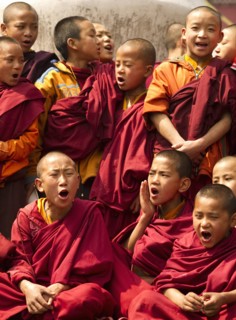 Group of Buddhist student Monks chanting, Sikkim, India