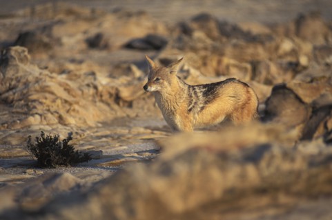 Namibia, Skeleton Coast, Jackal in the Namib Diamond region Skeleton Coast Namibia. This region is