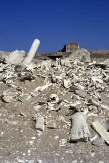 Namibia, Namib Naukluft desert., Whale bones strewn on the beach in The Namib Naukluft desert. In