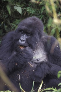 Rwanda, Parc Des Volcans, Portrait of a Silverback Gorilla in the Parc Des Volcans. 
Photo :
