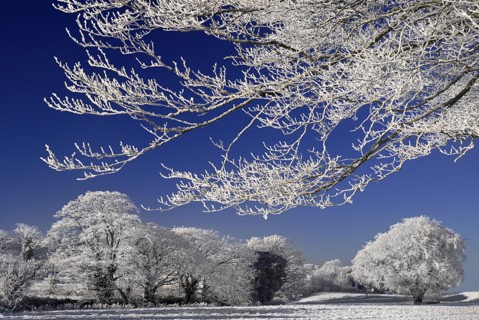 Ireland, County Sligo, Sligo Town, Winter scene with frosted trees in the grounds of the Clarion