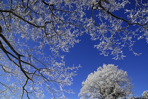 Ireland, County Sligo, Sligo Town, Winter scene with frosted trees in the grounds of the Clarion