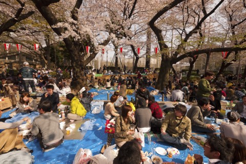Japan, Honshu, Tokyo, Ueno Park Hanami cherry blossom viewing parties under cherry trees in full