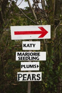 Pick Your Own signs pointing the way to rows containing different varietes of tree in Grange Farm.