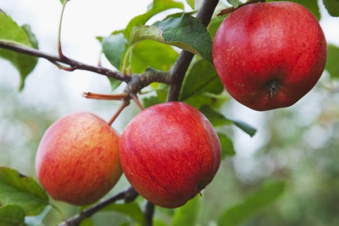 Katy apples growing on the tree in Grange Farms orchard.