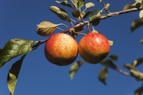 Royal Gala apples growing on the tree in Grange Farms orchard.