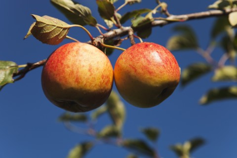 Royal Gala apples growing on the tree in Grange Farms orchard.