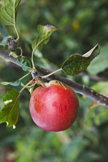 Katy apples growing on the tree in Grange Farms orchard.
