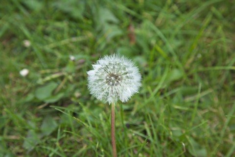 Flowers Dandelion Clock growing amongst grass.