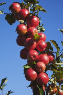 Royal Gala apples growing on the tree in Grange Farms orchard.