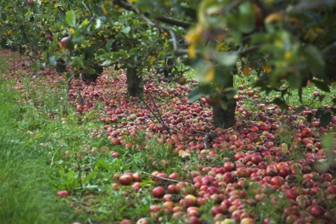 Katy apples rotting on the ground having fallen from the tree in Grange Farms orchard.