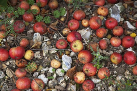 Katy apples rotting on the ground having fallen from the tree in Grange Farms orchard.