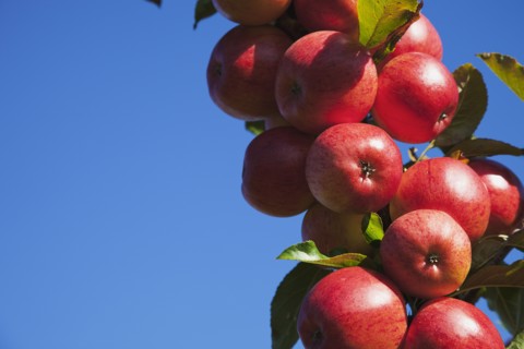 Royal Gala apples growing on the tree in Grange Farms orchard.
