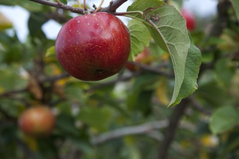 Katy apples growing on the tree in Grange Farms orchard.