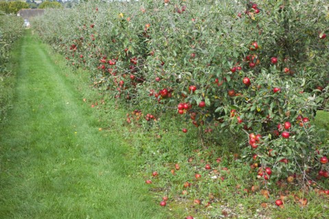 Katy apples growing on the tree in Grange Farms orchard.
