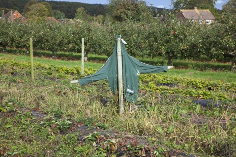 Scare Crow to protect crops from birds.