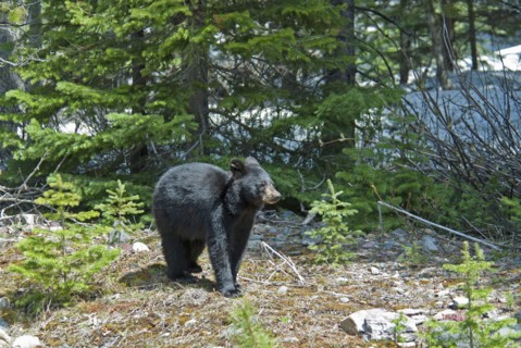 Black Bear cub Ursus americanus at this UNESCO World Heritage Site Evening light glinting on black fur