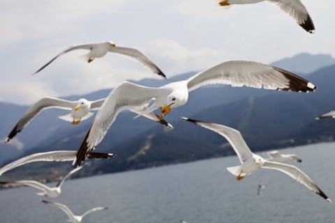 Flock of Seagulls in flight.