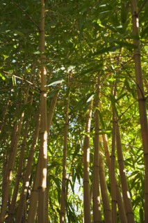 Bamboo.