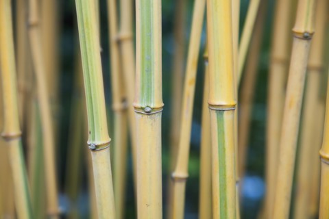 Bamboo.