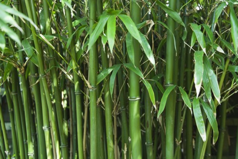 Bamboo. Semiarundinaria Fastuosa.