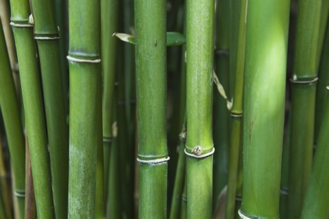 Bamboo. Semiarundinaria Fastuosa.