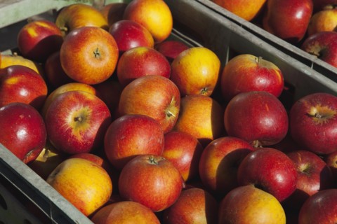 Katy apples growing on the tree in Grange Farms orchard.