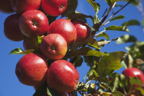 Royal Gala apples growing on the tree in Grange Farms orchard.