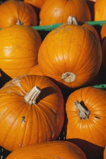 Pumpkins for sale at Grange Farms market store.