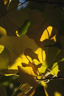 Tulip tree Sunlight shining through leaves in autumn.