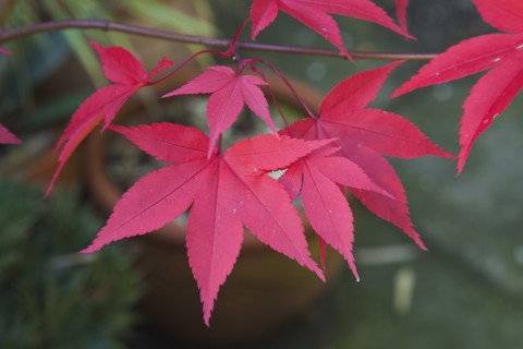 Red Maple leaves.