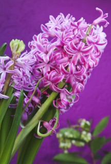 Hyacinth Pink Hyacinth against purple background.