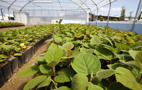 Greenhouse nursing young plants.