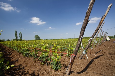 Young pear trees lined up at a plantation.