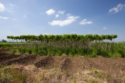 Catalpa bignonioides young Indian Bean Trees lined up at a plantation.